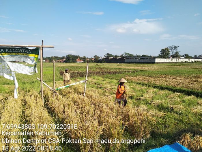 Kegiatan Panen dan Ubinan di Lokasi Demplot Corporate Farming Gapoktan Tani Unggul Desa Argopeni Kec.Kebumen dengan hasil sampling Ubinan 01