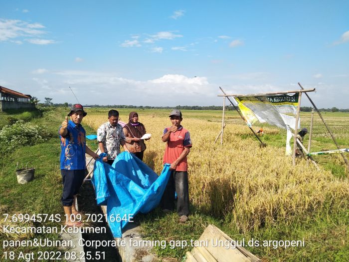 Kegiatan Panen dan Ubinan di Lokasi Demplot Corporate Farming Gapoktan Tani Unggul Desa Argopeni Kec.Kebumen dengan hasil sampling Ubinan 02