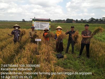 Kegiatan Panen dan Ubinan di Lokasi Demplot Corporate Farming Gapoktan Tani Unggul Desa Argopeni Kec.Kebumen dengan hasil sampling Ubinan